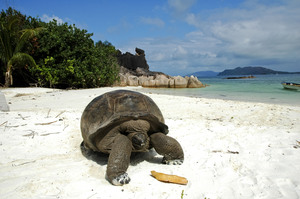 Included Excursions